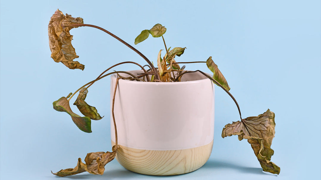 The Unlucky 13: Household Items that Invite Bad Luck